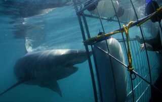 3 Shark cage diving
