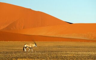 namibia tours and safaris3