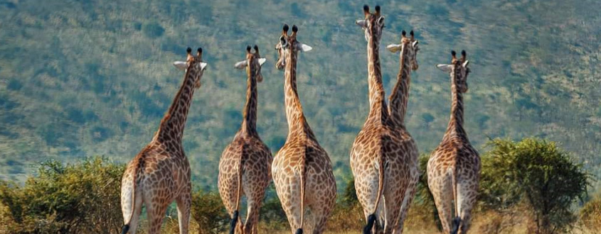 Tours & Safaris