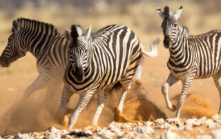 namibia zebra